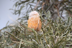 Banksia prionotes