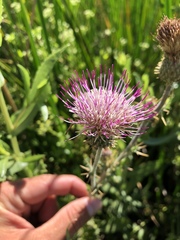 Cirsium hydrophilum hydrophilum