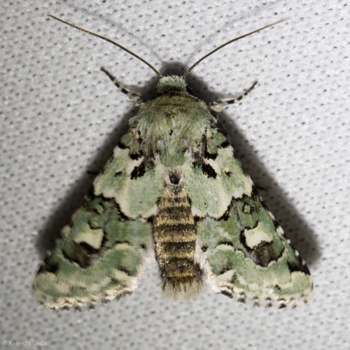 Lacinipolia viridifera