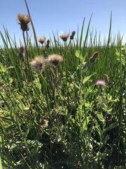 Cirsium hydrophilum hydrophilum