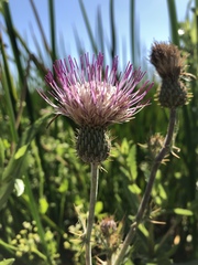 Cirsium hydrophilum hydrophilum
