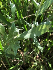 Cirsium hydrophilum hydrophilum