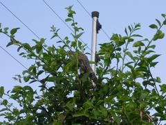 Ctenosaura pectinata