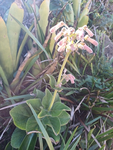 Sinningia polyantha