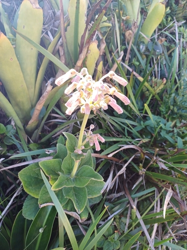 Sinningia polyantha