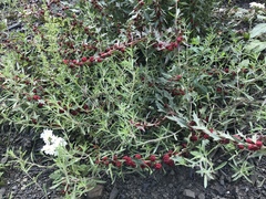 Blitum virgatum