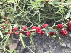 Blitum virgatum