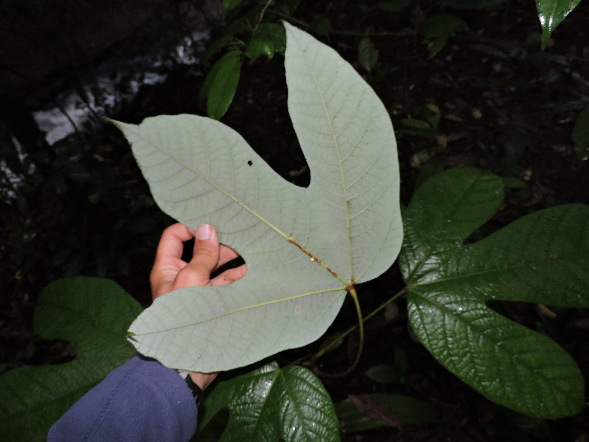 Sterculia recordiana Standl. 4