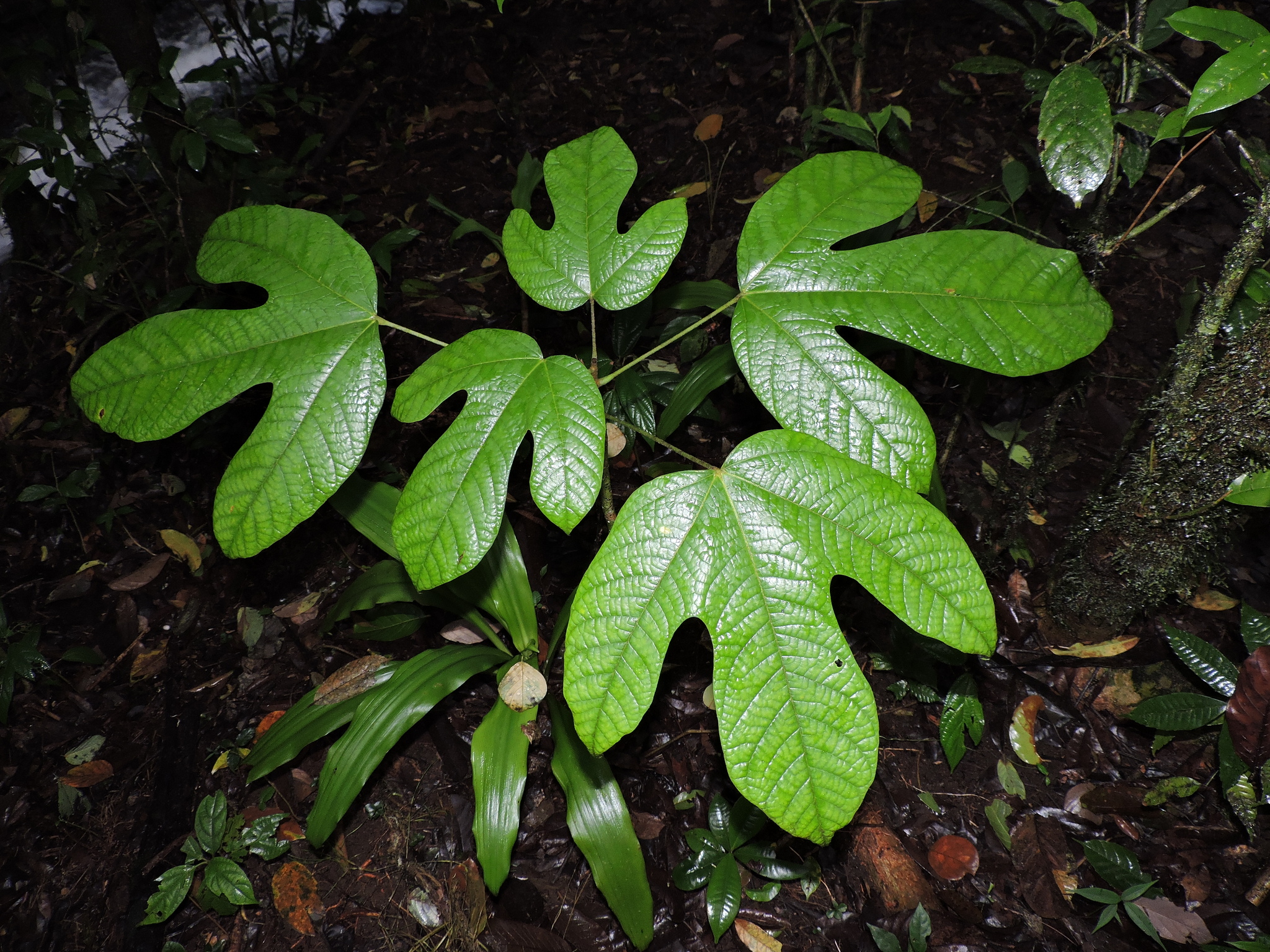 Sterculia recordiana Standl. 3