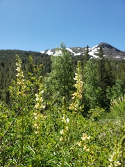 Lupinus angustiflorus