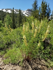Lupinus angustiflorus