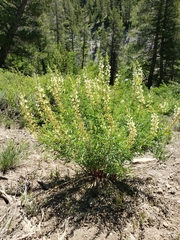 Lupinus angustiflorus
