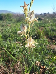 Gladiolus recurvus
