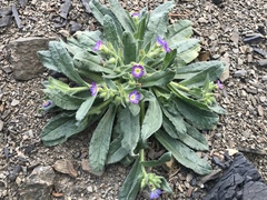 Nonea versicolor
