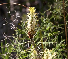 Petrophile macrostachya