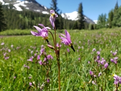 Primula tetrandra