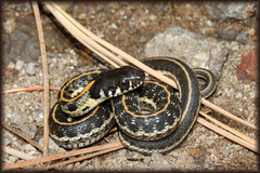 Thamnophis cyrtopsis cyrtopsis