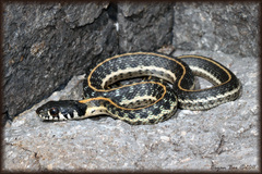 Thamnophis cyrtopsis cyrtopsis