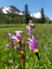 Primula tetrandra