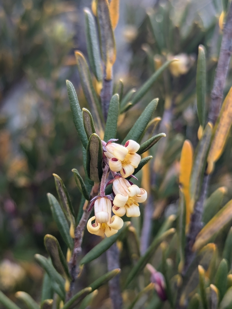 Cheesewood (Pittosporum bicolor)