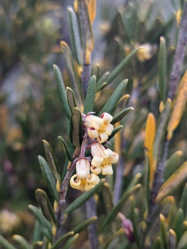 Cheesewood (Pittosporum bicolor)