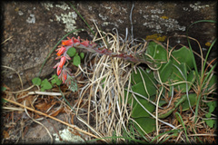 Echeveria strictiflora