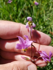 Primula tetrandra