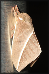 Automeris zephyria