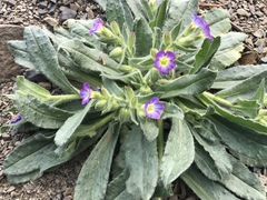 Nonea versicolor