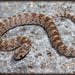 Chihuahuan Hook-nosed Snake - Photo (c) Bryan Box, some rights reserved (CC BY-NC), uploaded by Bryan Box