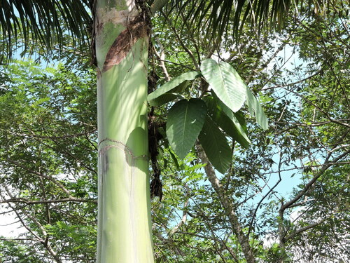 Coussapoa villosa