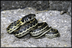 Thamnophis cyrtopsis cyrtopsis
