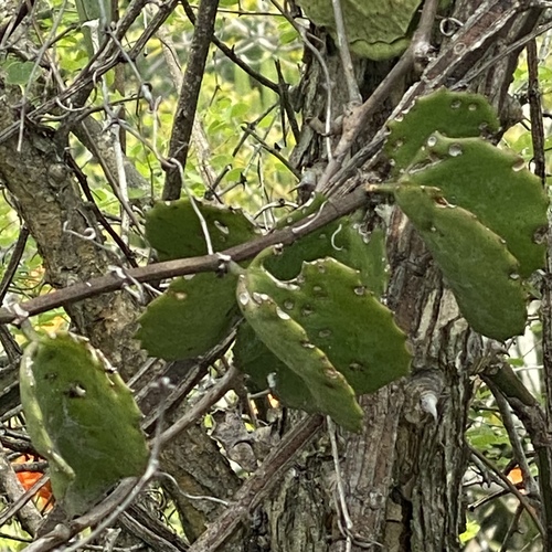 Image of Cissus rotundifolia by no rights reserved