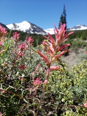 Castilleja linariifolia