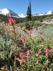 Castilleja linariifolia
