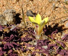 Romulea tortuosa