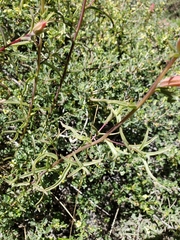 Castilleja linariifolia