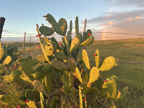 Opuntia cochenillifera
