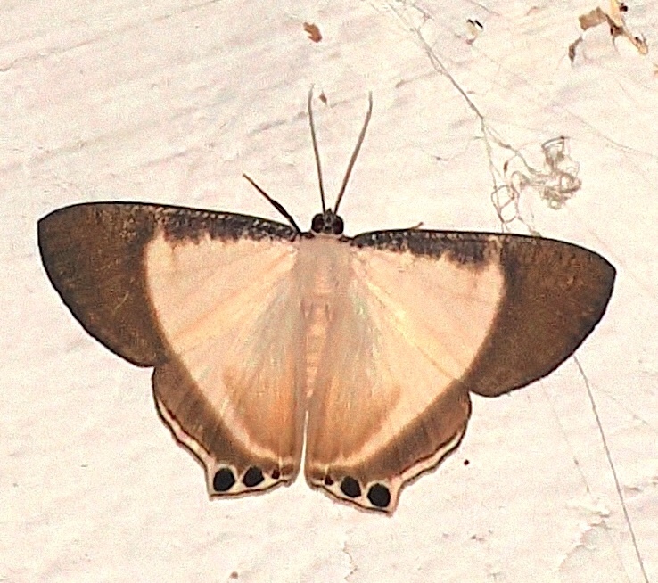 Cyphura femkeae