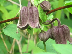 Clematis fusca