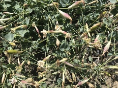 Silene chlorifolia