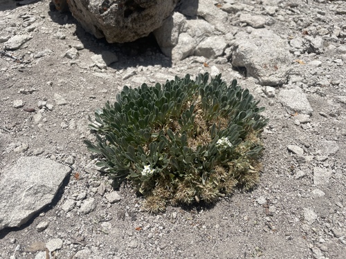 dentnut cryptantha (Cryptantha abata)