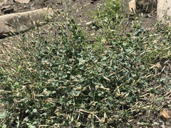 Silene chlorifolia