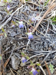 Collinsia torreyi