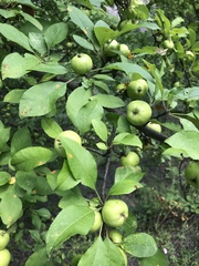 Malus orientalis