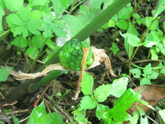 Arisaema amurense