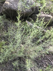 Artemisia marschalliana