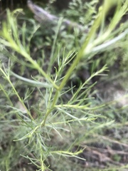 Artemisia marschalliana