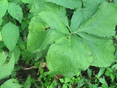 Arisaema amurense