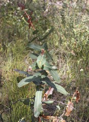 Hakea amplexicaulis